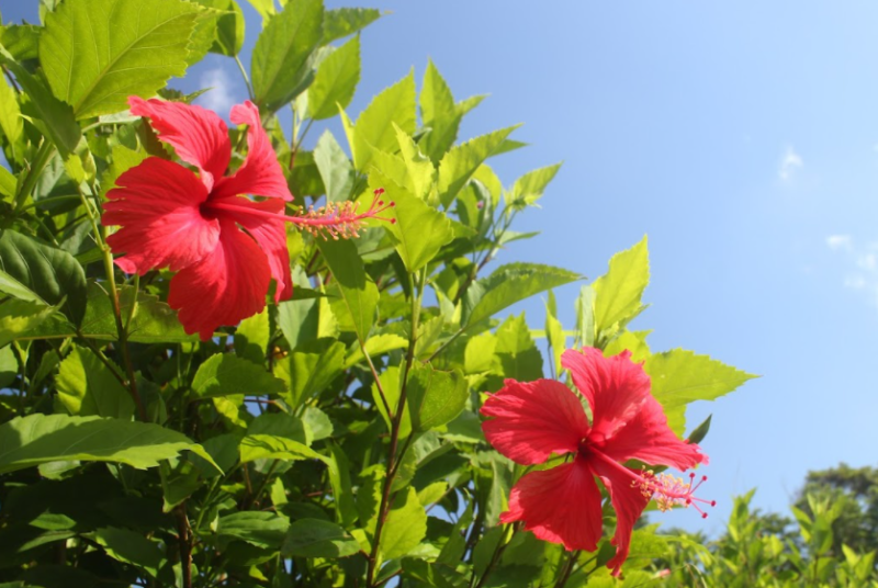 ハイビスカス農園のハイビスカスの花が咲いている様子